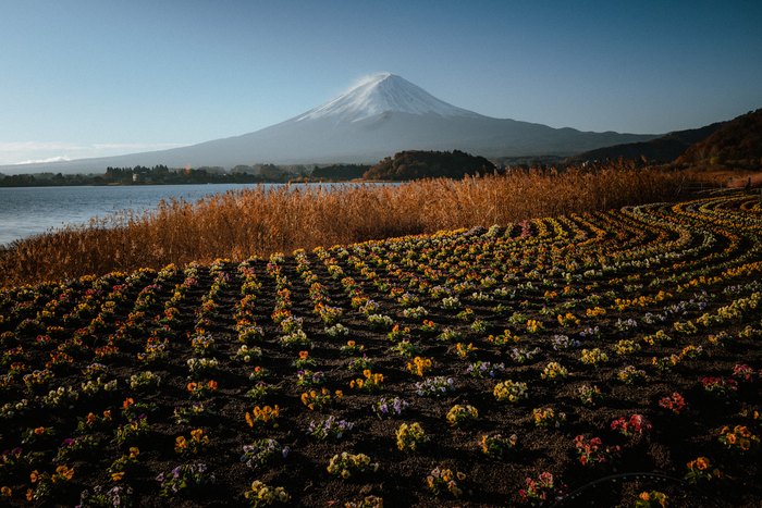 File di fiori conducono lo sguardo verso il Monte Fuji a Kawaguchiko