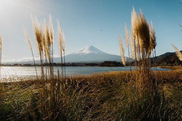 Ciuffi di erba susuki incorniciano il Monte Fuji sulle rive del lago