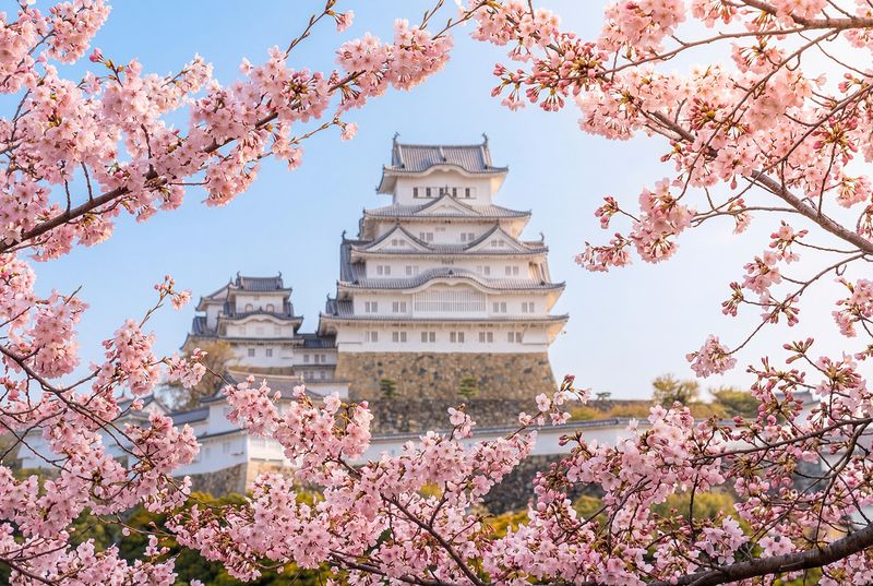 Il mastio bianco del castello di Himeji tra i rami di ciliegio in fiore, Himeji