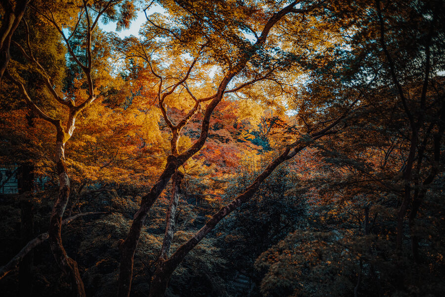 Kōyō: dove e quando fotografare il foliage in Kansai
