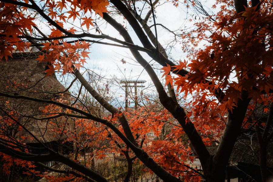 Rami di acero rosso contro il cielo, Kyoto