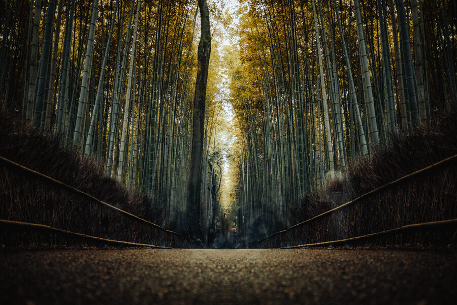 Sentiero nella foresta di bambù di Arashiyama, Kyoto
