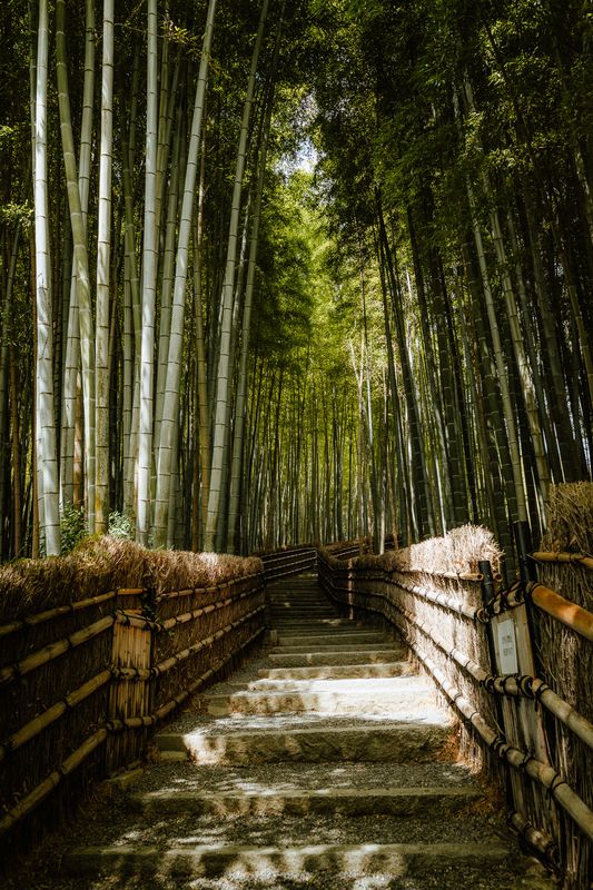 Scalinata di pietra che sale in un bosco di bambù tra le siepi di canne, Sagano, Kyoto