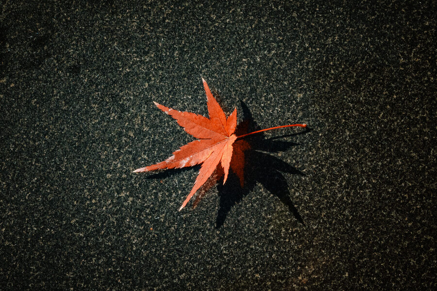 Foglia d’acero rossa caduta sull’asfalto, Kyoto