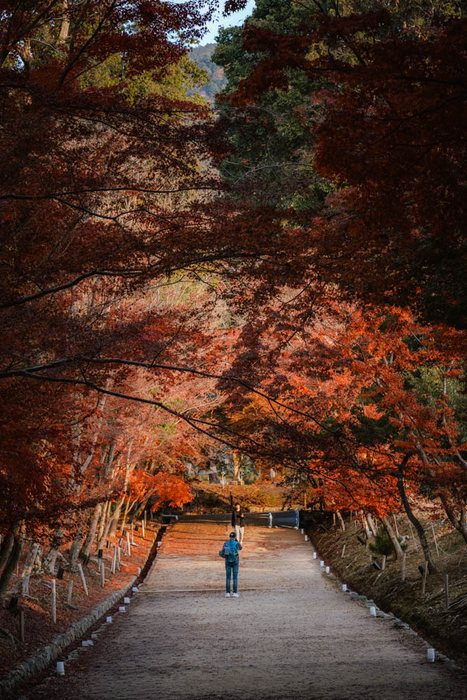 Kyoto giardino tempio aceri, fotografia di viaggio e street photography in Giappone