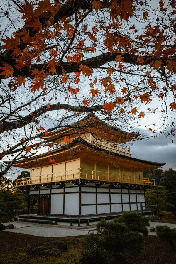 Il Kinkaku-ji incorniciato dalle foglie autunnali, Kyoto