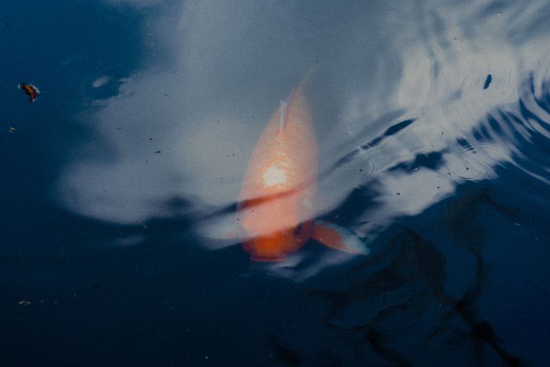 Una carpa koi affiora appena sotto la superficie dell'acqua che riflette il cielo, Kyoto