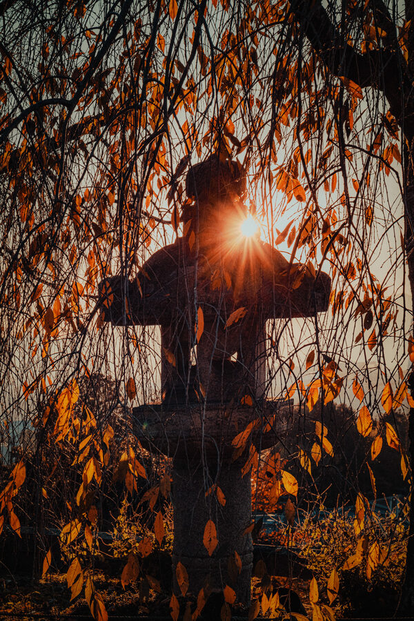 Lanterna tradizionale tra rami di salice al tramonto, Kyoto