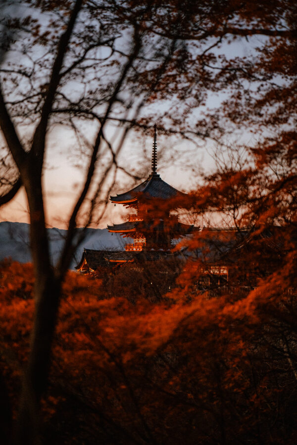 Silhouette di una pagoda tra i rami autunnali, Kyoto