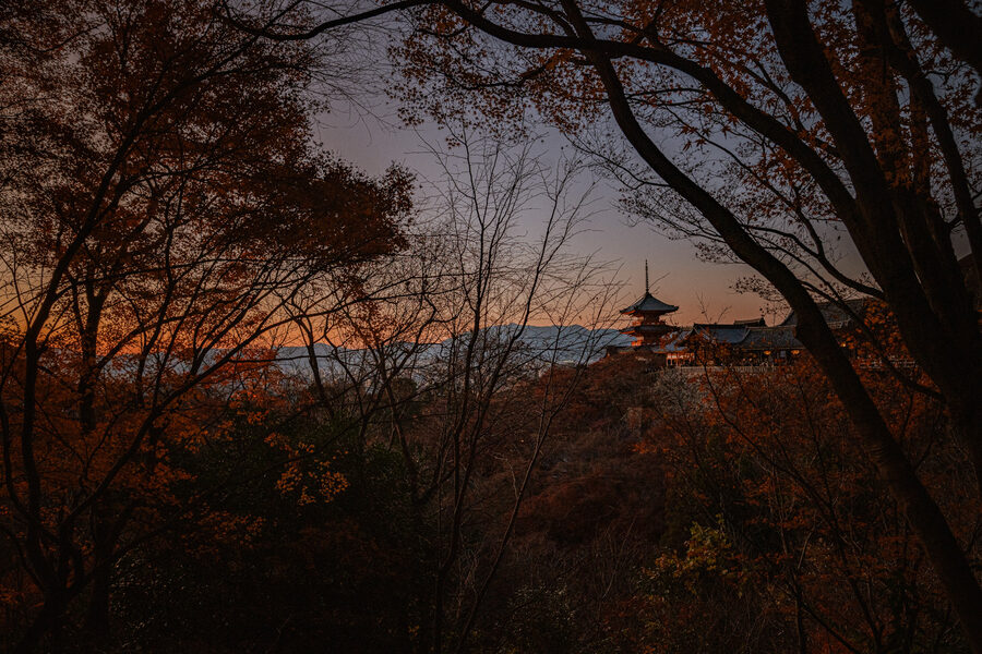 Pagoda visibile tra gli alberi al tramonto, Kyoto