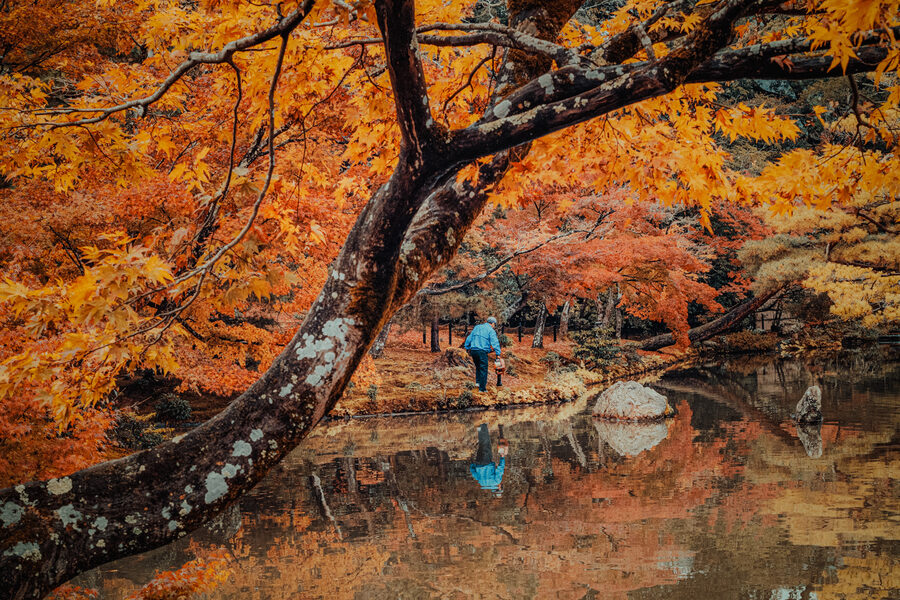 Acero arancione riflesso nell’acqua di un giardino, Kyoto