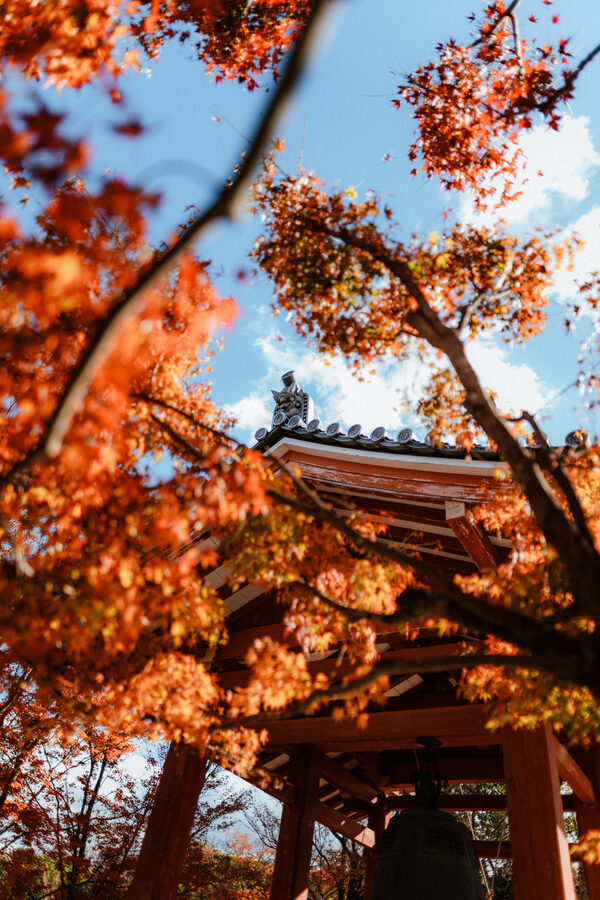 Tempio visto attraverso gli aceri rossi, Kyoto
