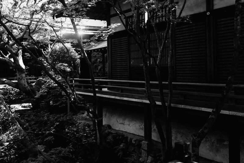 Veranda di un tempio tra gli aceri e una figura in penombra, in bianco e nero, Kyoto
