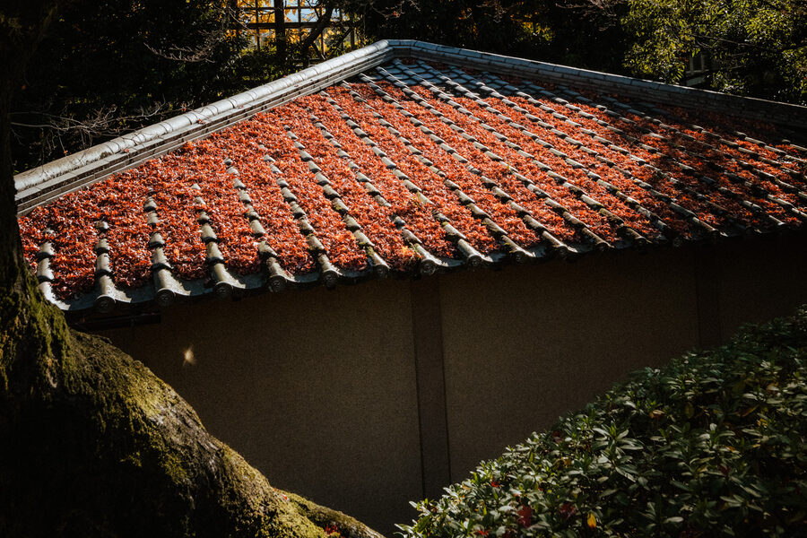 Tetto di tegole coperto dalle foglie autunnali, Kyoto