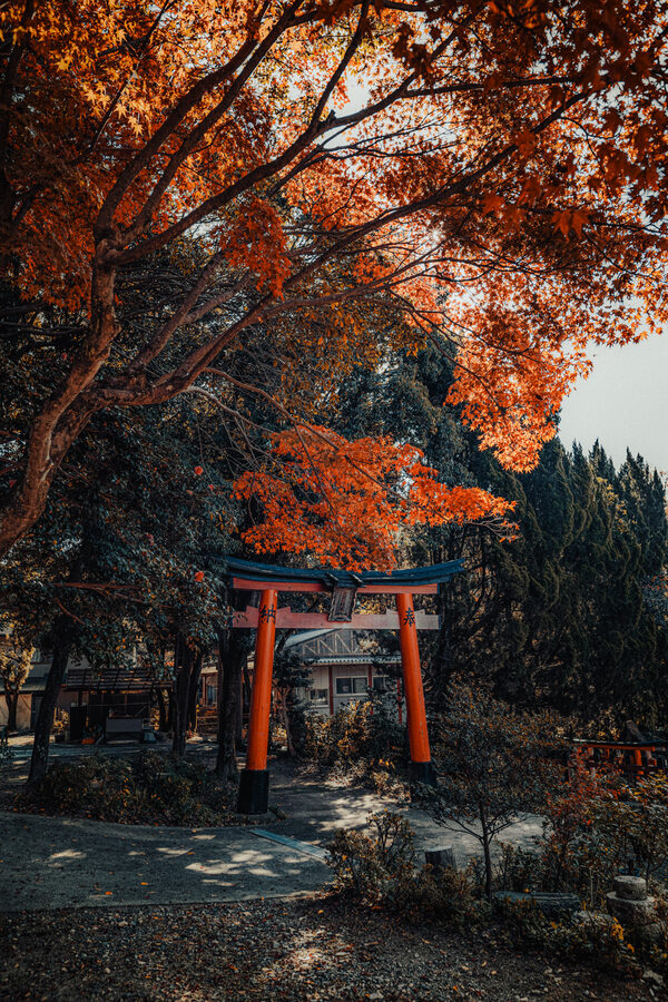 Torii rosso circondato dagli aceri autunnali, Kyoto