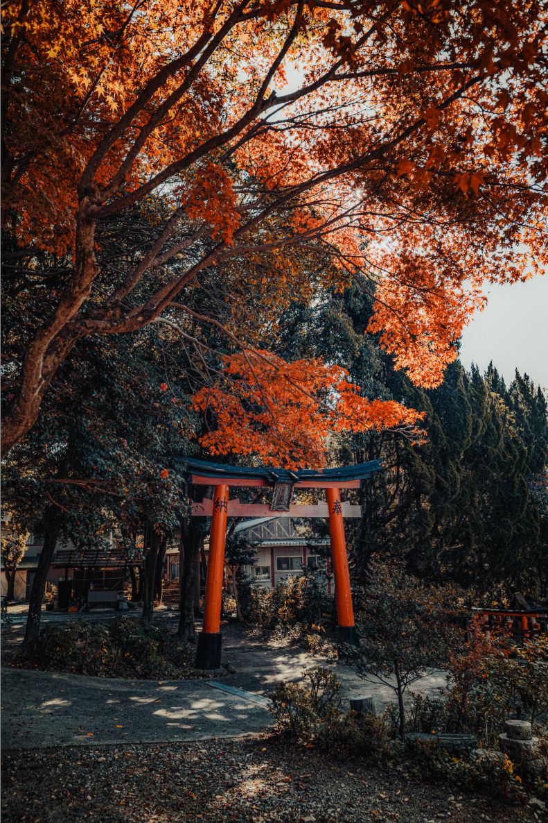 Un torii tra il foliage autunnale, Kyoto