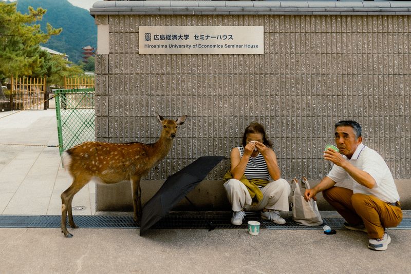 Un cervo accanto a una coppia in pausa seduta sul marciapiede davanti a un muro in cemento, Miyajima
