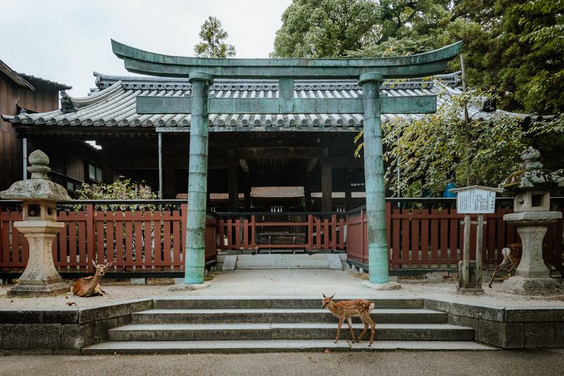 Torii di bronzo con la patina verde e cervi liberi davanti alle lanterne di pietra, Miyajima