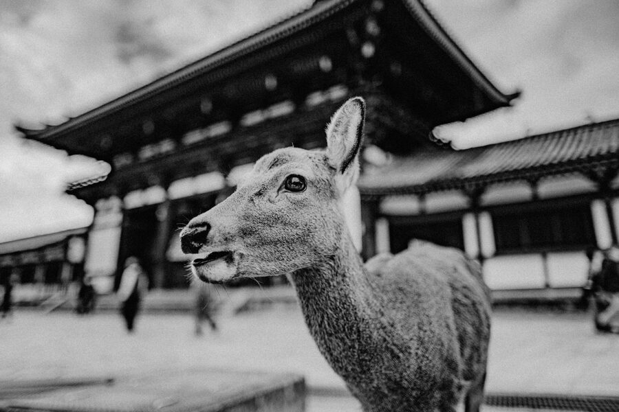 Ritratto in bianco e nero di un cervo davanti a un tempio, Nara