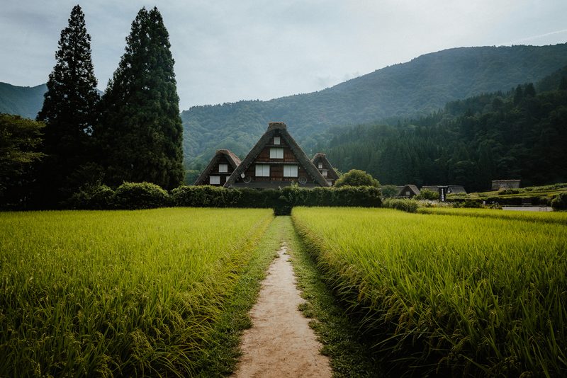 Case gasshō-zukuri col tetto di paglia in fondo a un sentiero tra le risaie, Shirakawa-gō