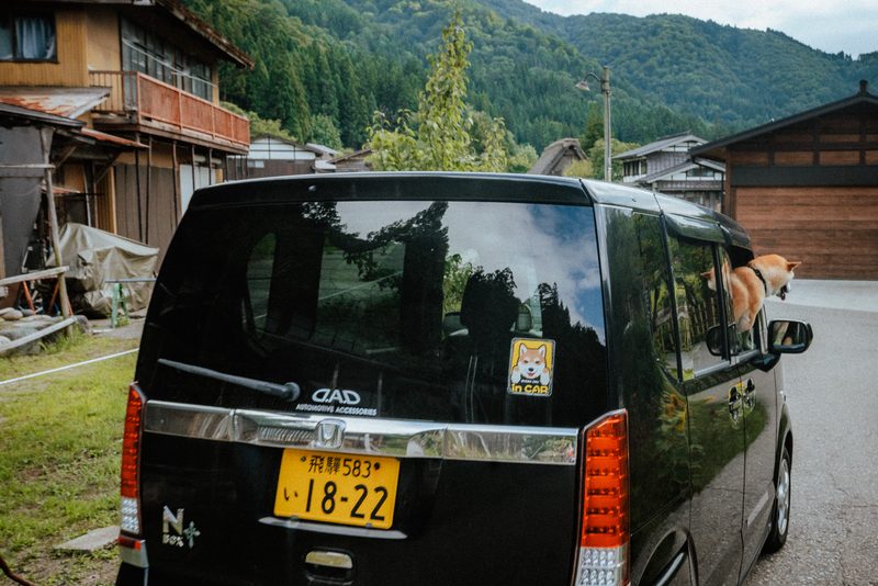 Un cane shiba affacciato dal finestrino di un furgone tra le case del villaggio, Shirakawa-gō