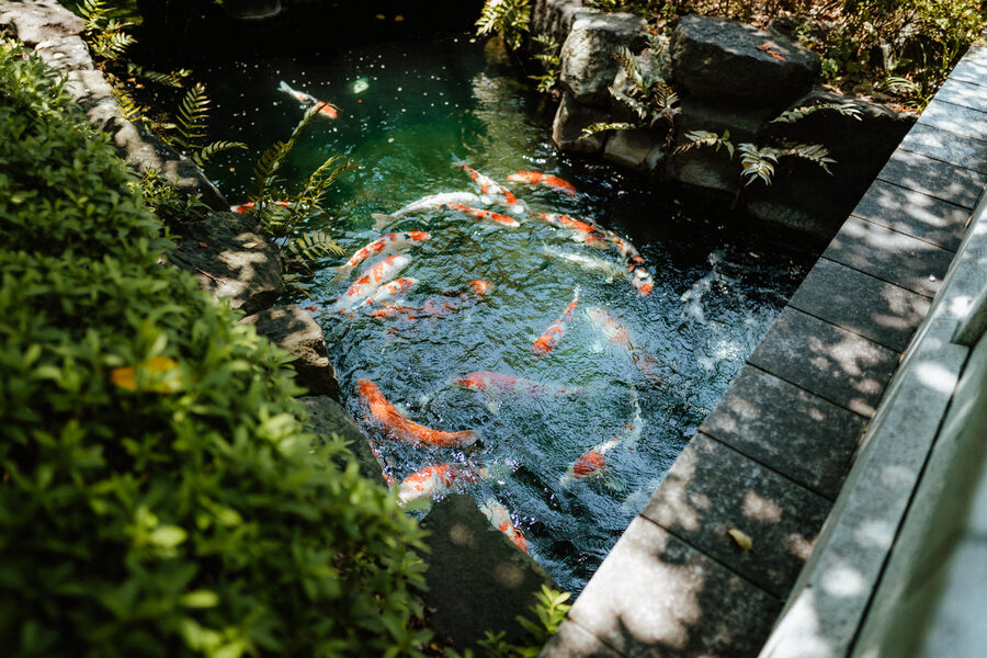 Carpe koi in uno stagno di un giardino ad Asakusa, Tokyo