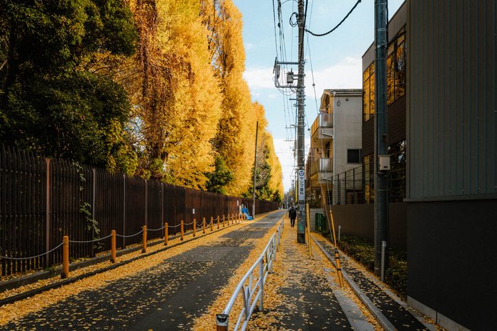 Tokyo tempio tra alberi gialli, fotografia di viaggio e street photography in Giappone