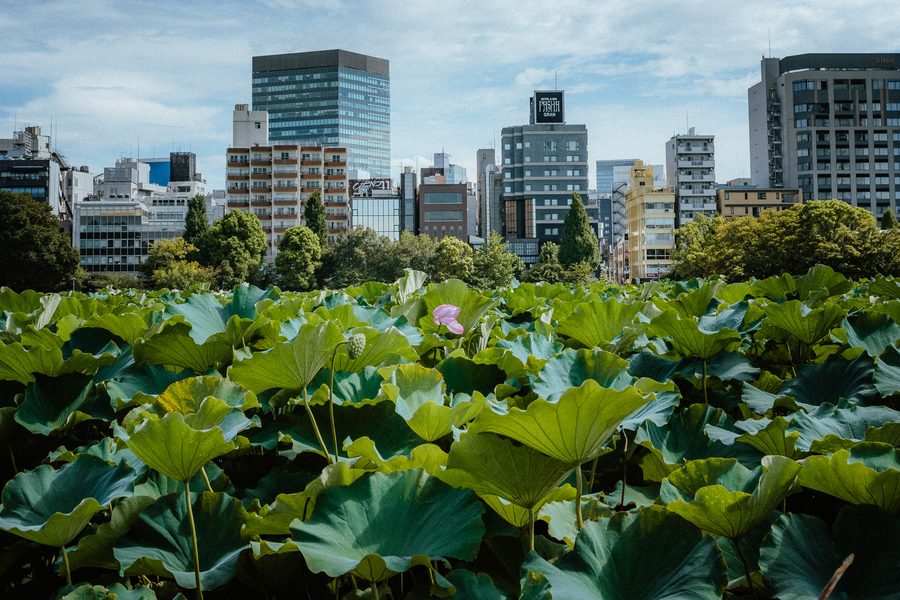 Distesa di foglie di loto con un solo fiore rosa e lo skyline della città alle spalle, stagno Shinobazu, Ueno, Tokyo
