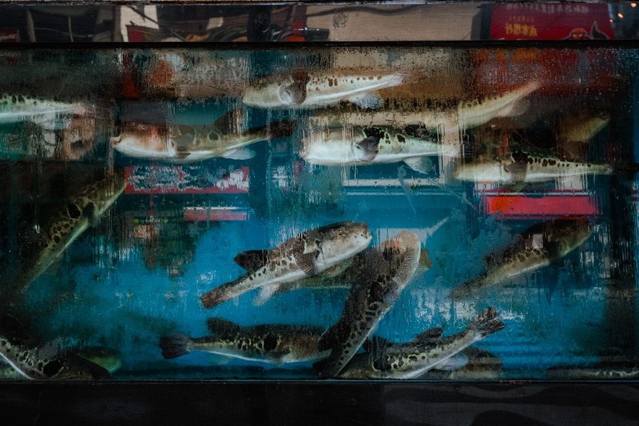 Pesci palla in una vasca d’acqua azzurra davanti a una pescheria, Tokyo