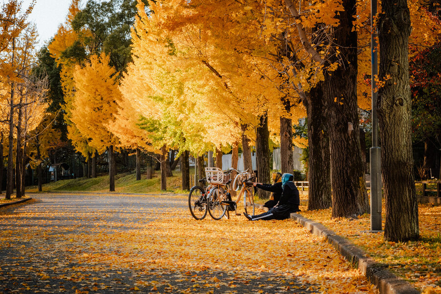 Viale di ginkgo dorati con biciclette e passanti, Tokyo