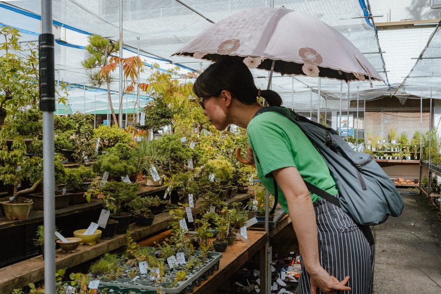 Donna con parasole osserva i bonsai sui banchi di un vivaio sotto la rete ombreggiante, Tokyo