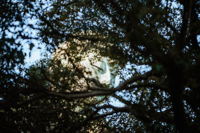 Yokohama alberi controluce parco, fotografia di viaggio e street photography in Giappone